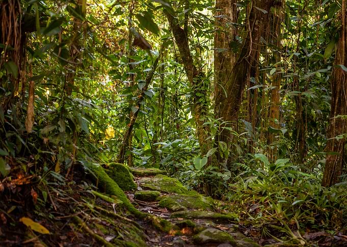 Lost in the jungle