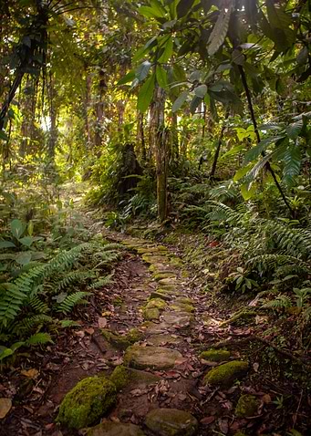 Lost in the jungle