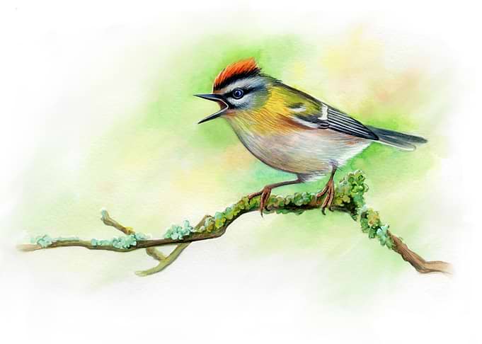 Goldcrest