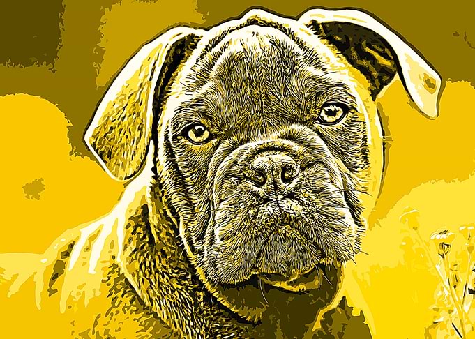 Puppies Bulldog Portrait
