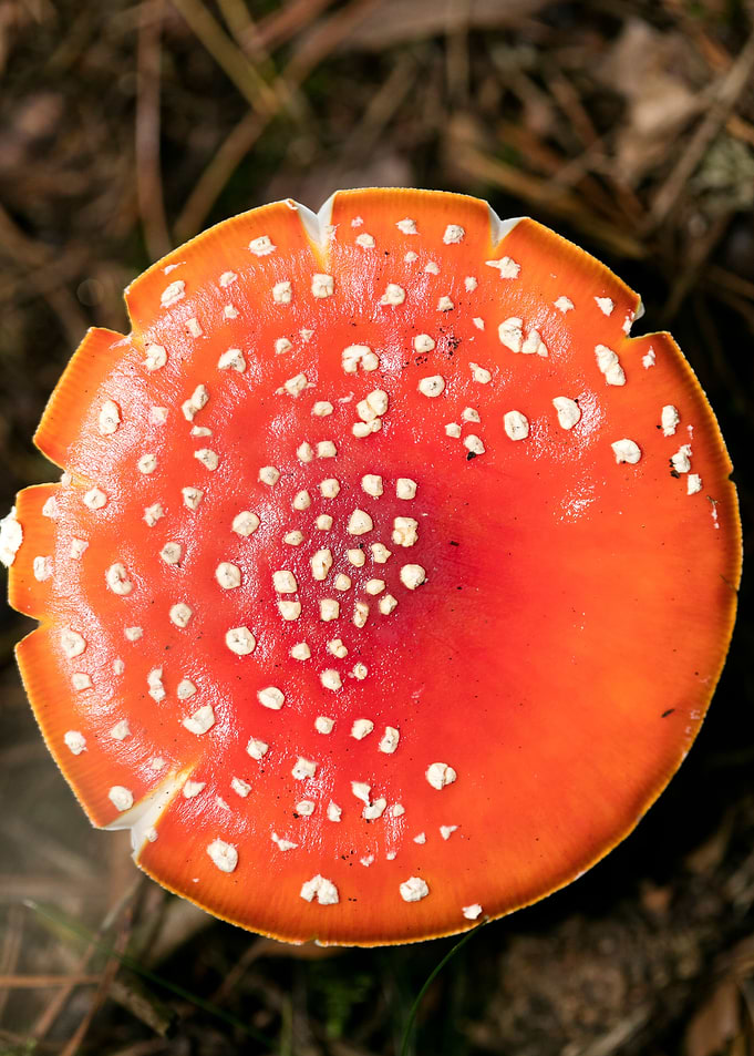 Amanita muscaria mushroom