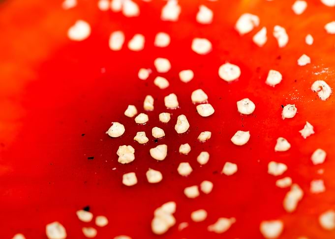 Amanita muscaria mushroom