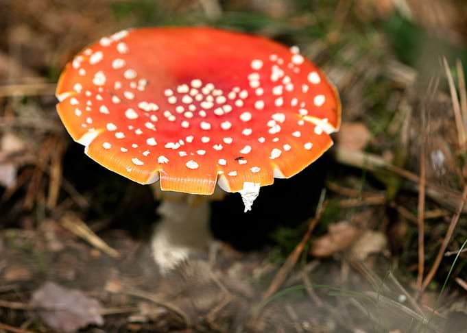 Amanita muscaria mushroom