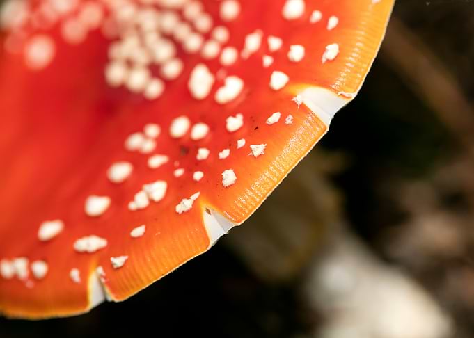 Amanita muscaria mushroom