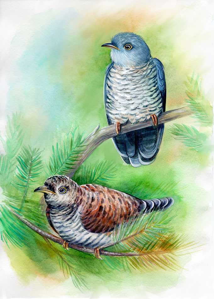 Common Cuckoos
