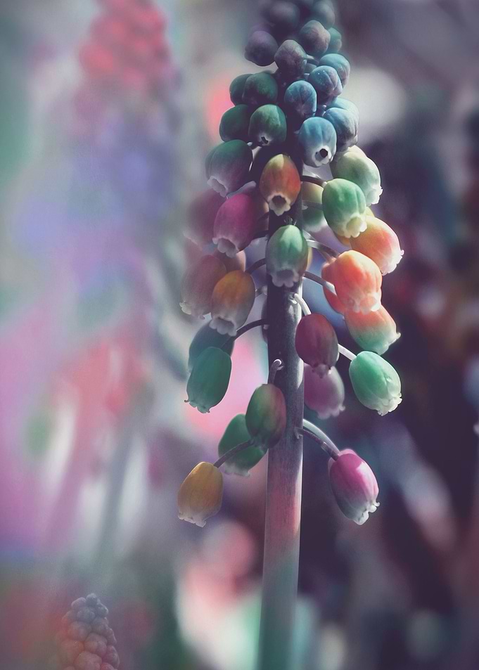 Colorful Flowers