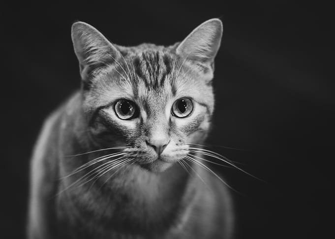 Cute Cat looking at you