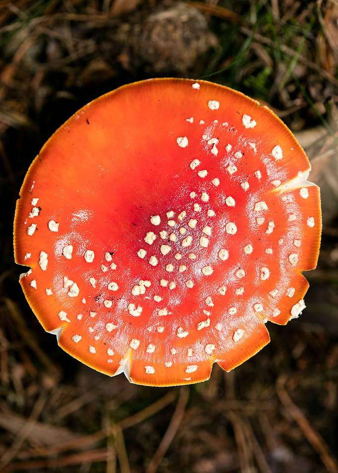 Amanita muscaria mushroom