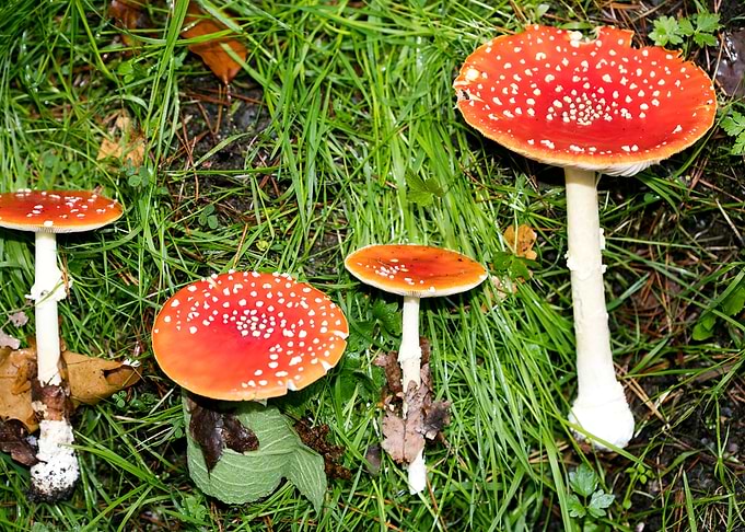 Amanita muscaria mushroom