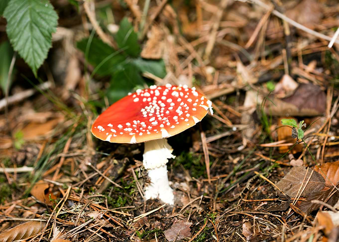 Amanita muscaria mushroom