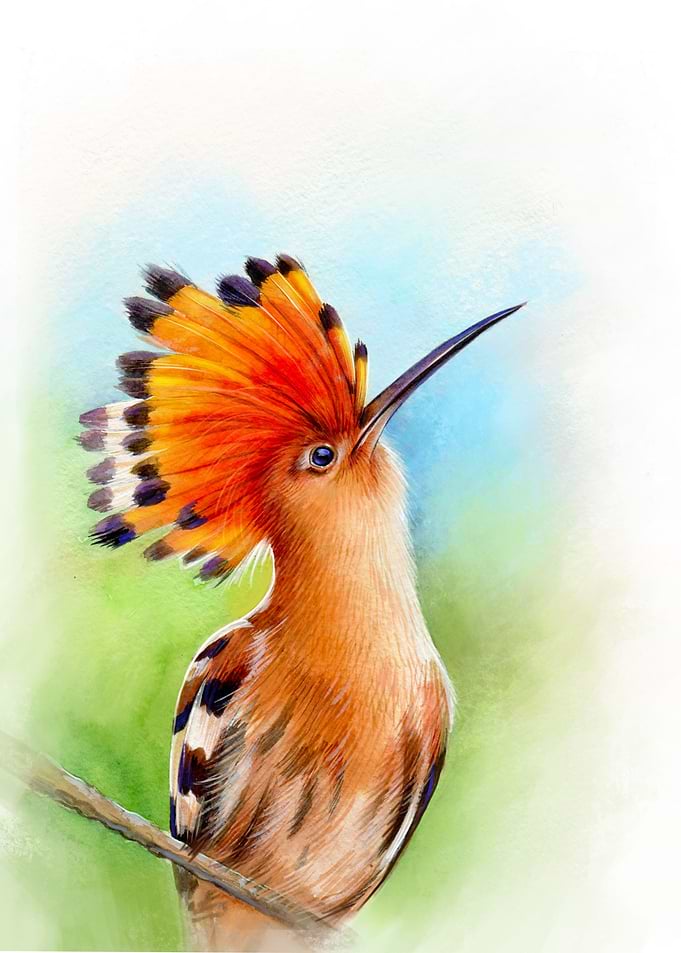 Watercolor hoopoe