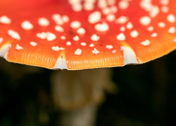 Amanita muscaria mushroom