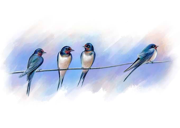 Swallows