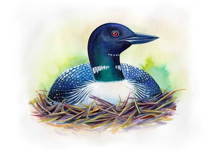 Common loon