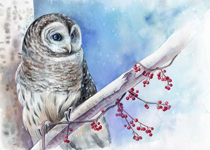 Beautiful owl