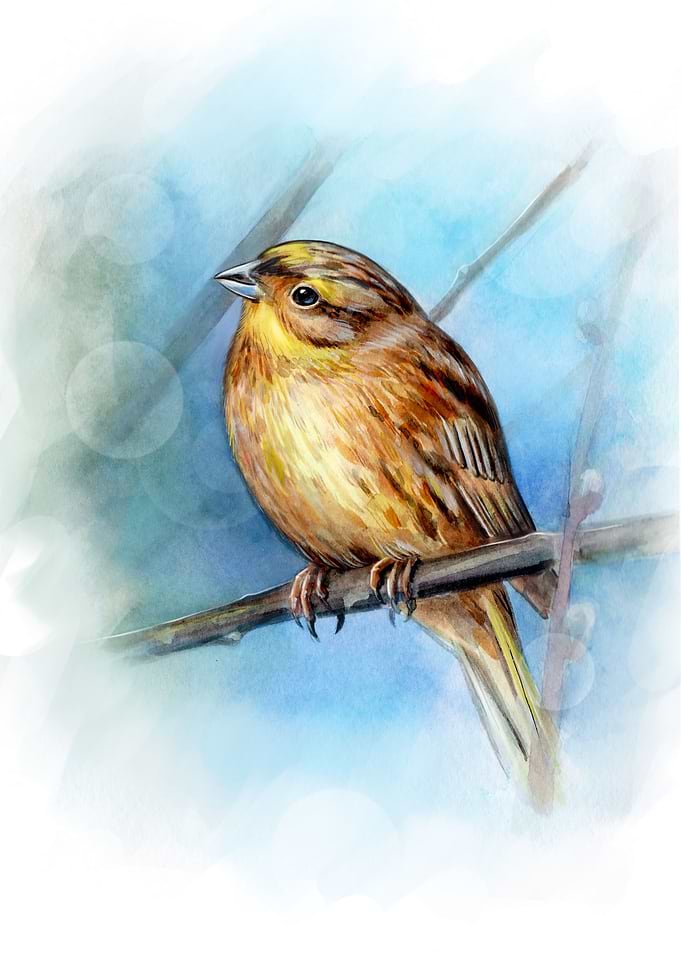 Watercolor Yellowhammer