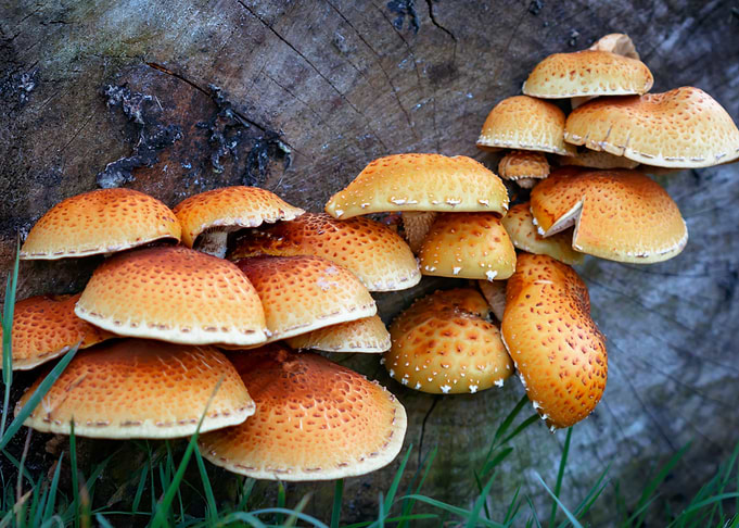 Mushrooms