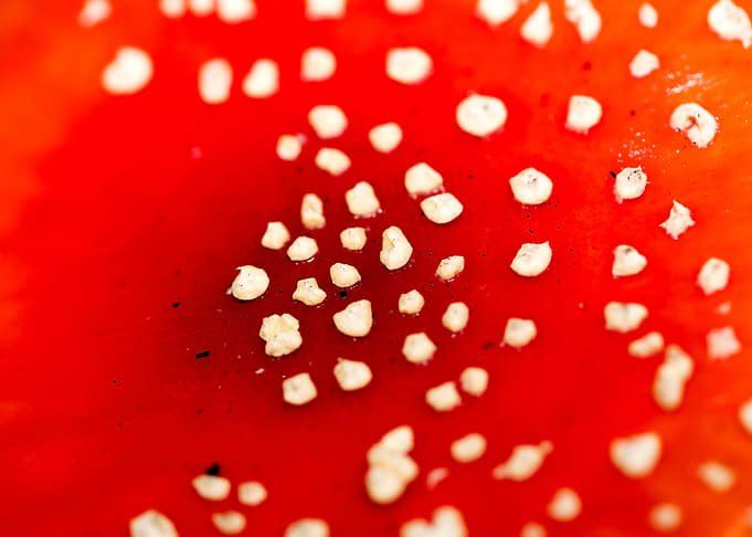 Amanita muscaria mushroom