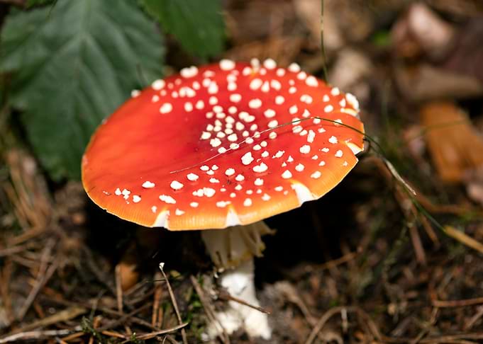 Amanita muscaria mushroom