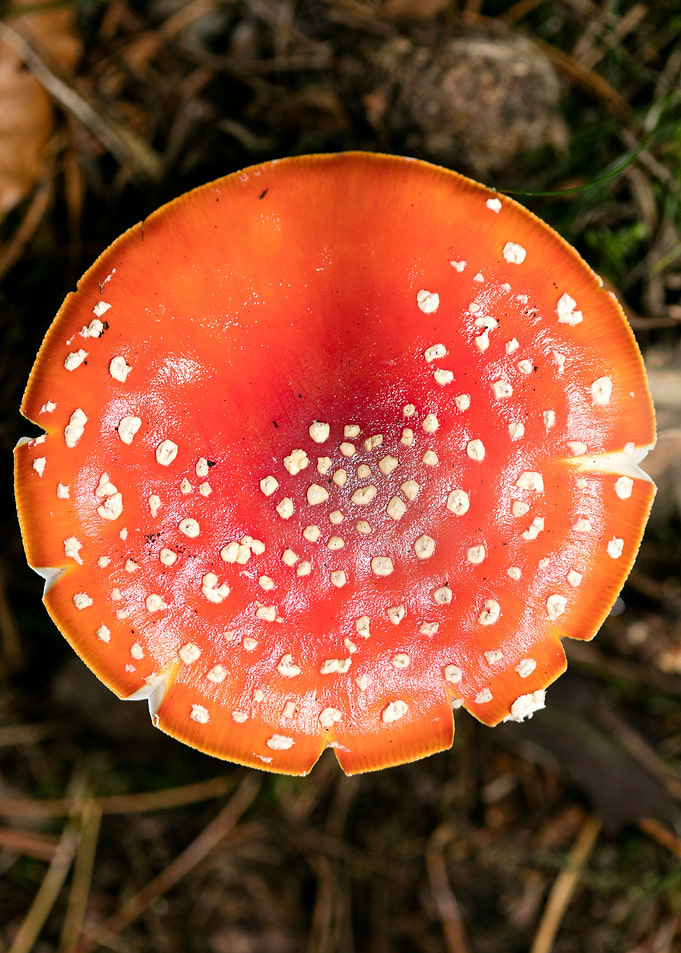Amanita muscaria mushroom