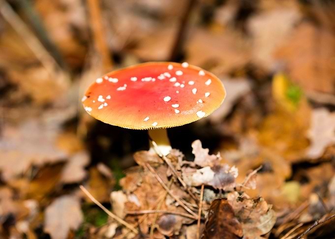 Amanita muscaria mushroom