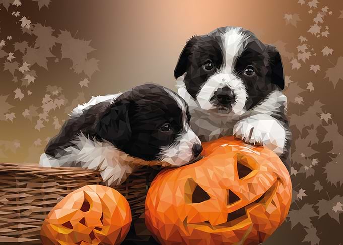Basket Dogs