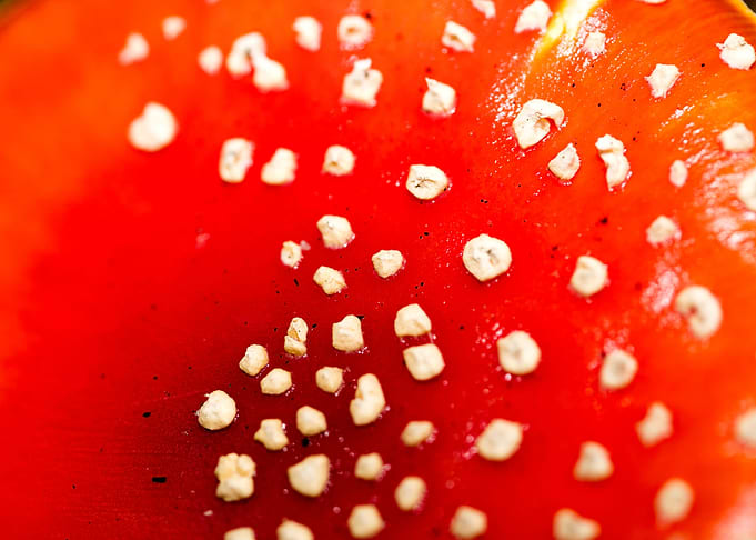 Amanita muscaria mushroom