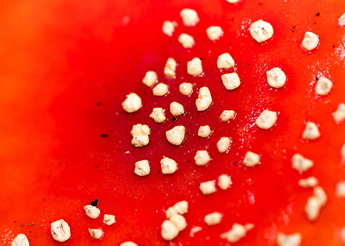 Amanita muscaria mushroom