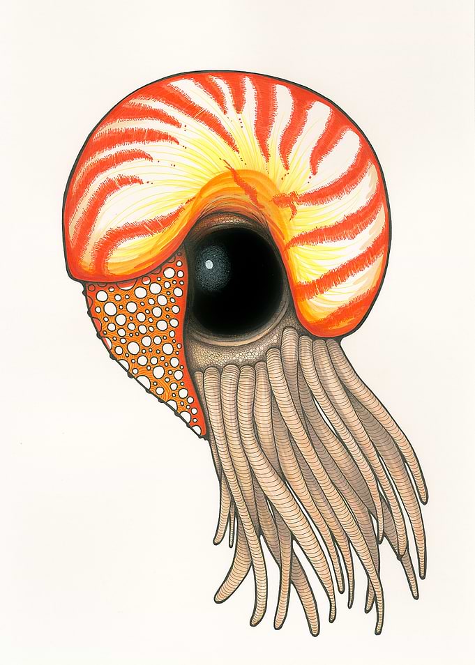 Nic Nautilus