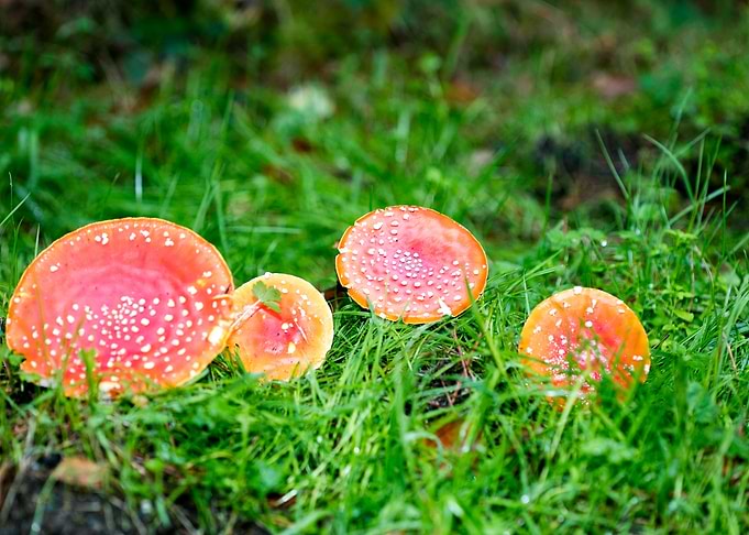 Amanita muscaria mushroom