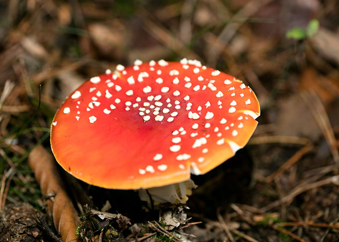 Amanita muscaria mushroom
