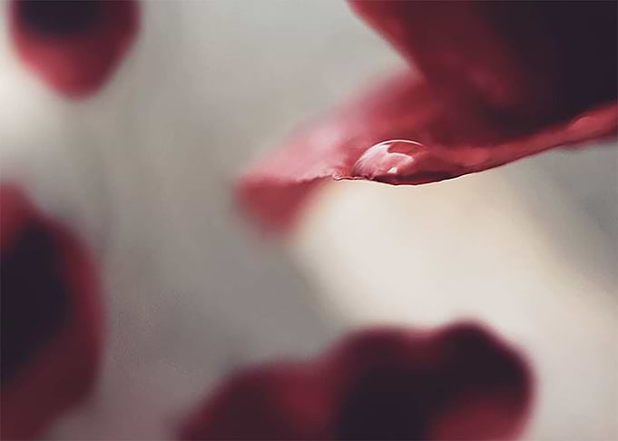 Poppy