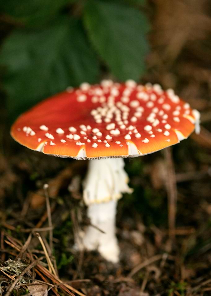 Amanita muscaria mushroom