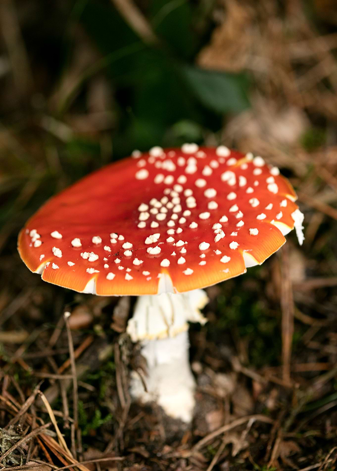 Amanita muscaria mushroom