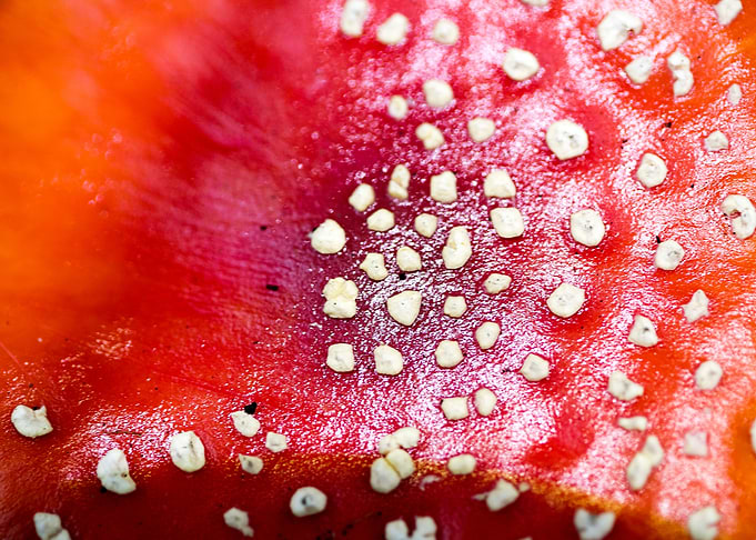 Amanita muscaria mushroom