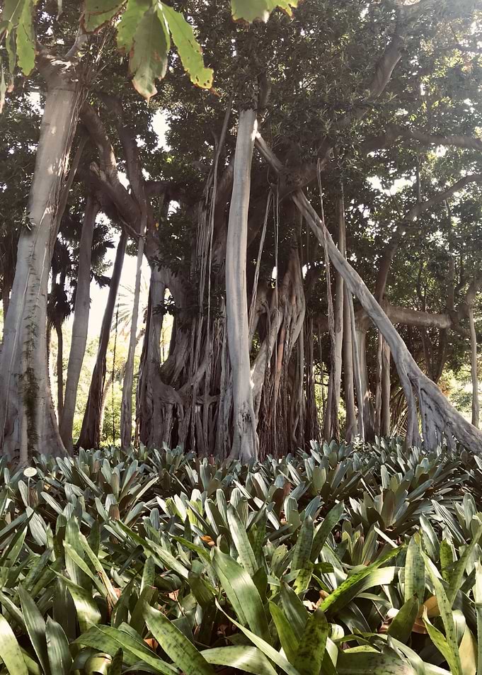 Tropical Tree