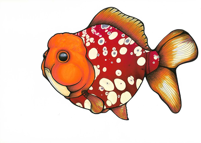 Red Cap Oranda