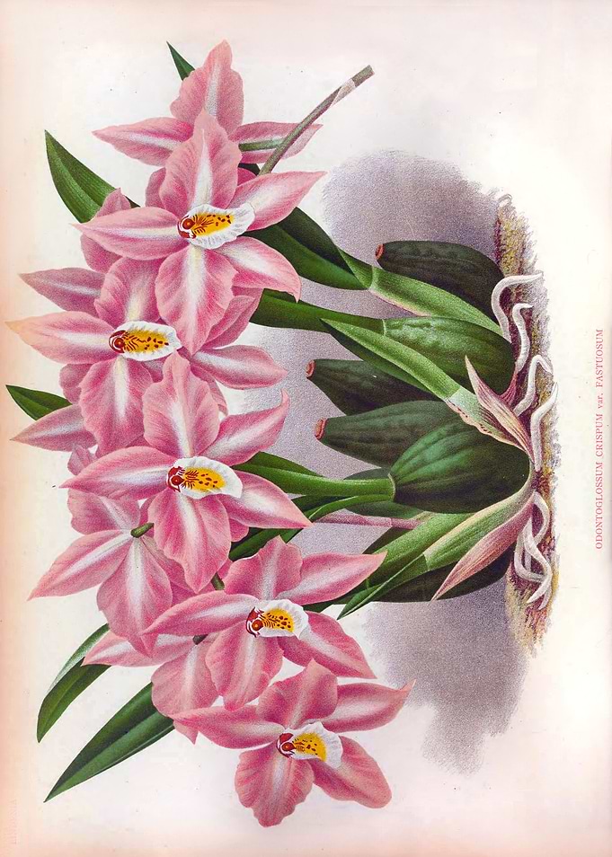 Fastuosum Deep Pink Orchi