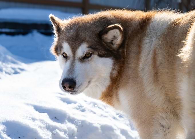 The wolf