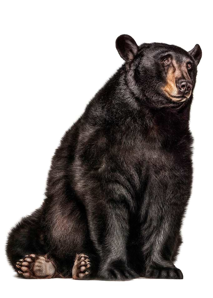wild cool Bear poster
