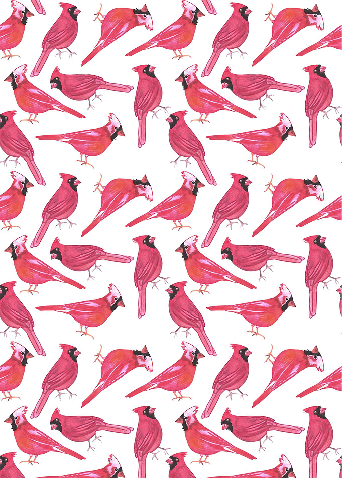Northern cardinal birds