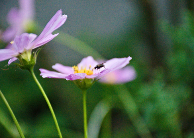 flower with fly