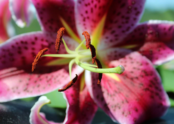 Star Gazer Lilly