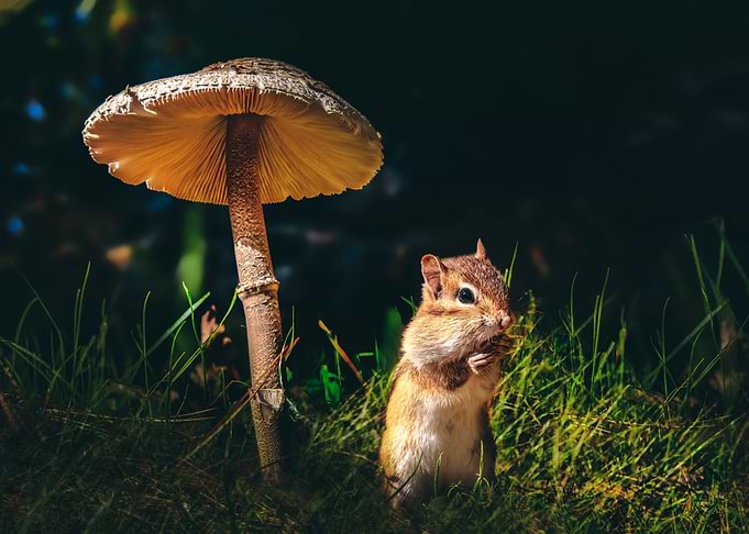 Chipmunk and Mushroom