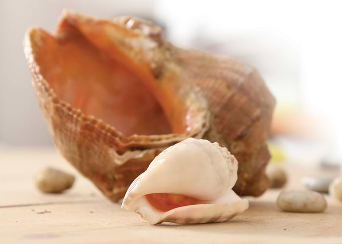 Seashell nature harmony