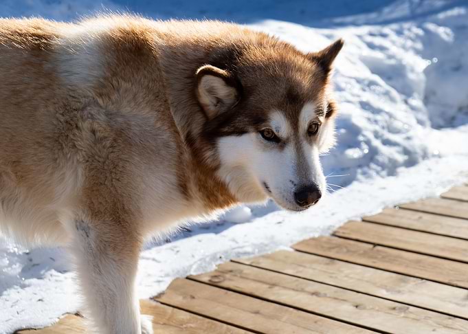 Winter dog