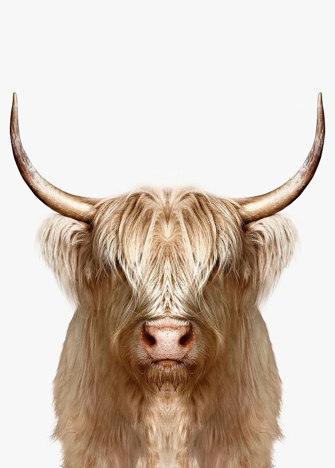 white wild Buffalo poster
