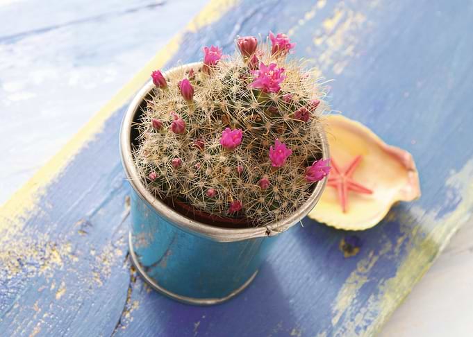 Cactus in a pot