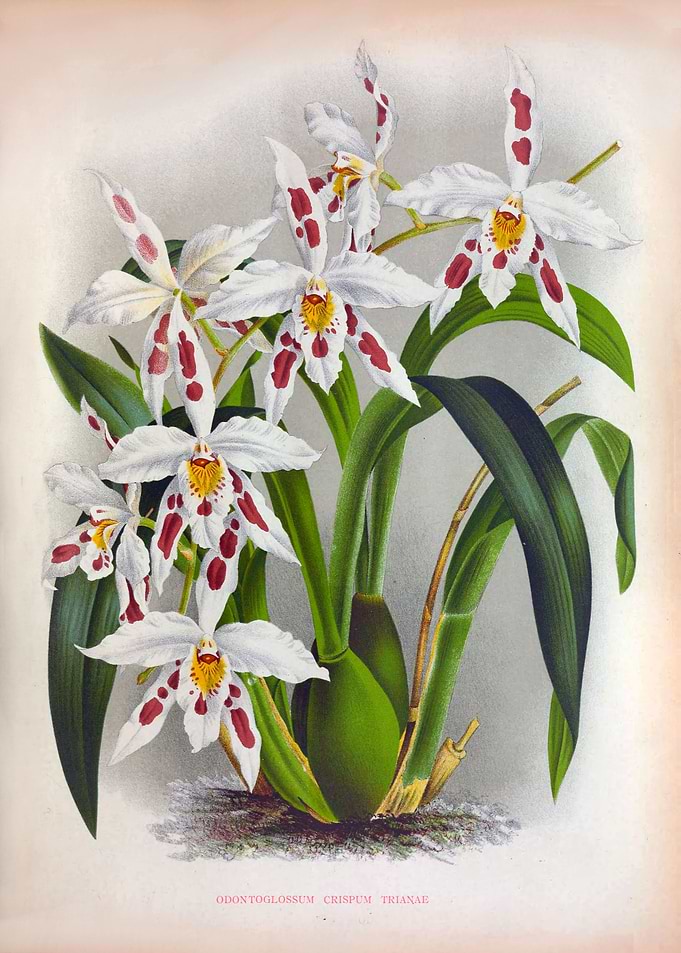 Crispum Triane White Orchi
