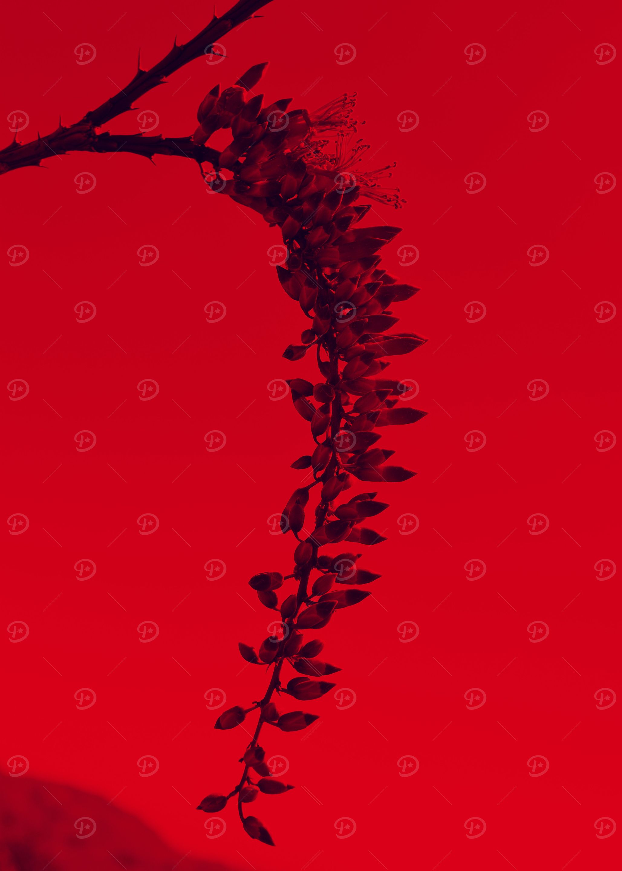 Ocotillo Flower 03
